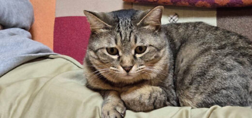 2026年2月号【Web社内報】 スタッフにインタビュー